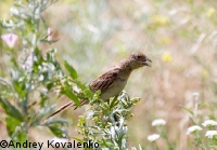 ������� �������